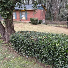 Bush Trimming by Diverse Capital Fence and Lawn Services reviewed on April 17, 2026