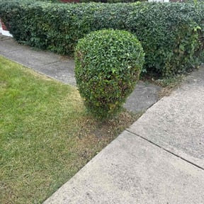 Bush Trimming by Garrett Family Lawn &amp;  Landscape reviewed on November 18, 2025
