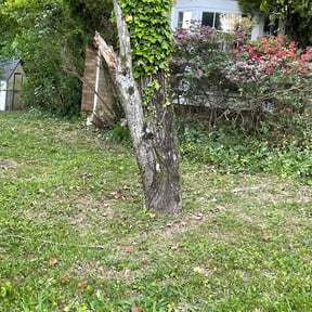 Bush Trimming by NJS Mow&Snow reviewed on August 20, 2025