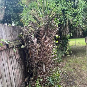 Bush Trimming by Fresh-Cutz Lawn Care reviewed on October 20, 2025