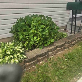 Bush Trimming by Rocky&#039;s Lawn Care reviewed on August 17, 2025