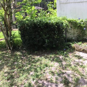 Bush Trimming by DTE Maintenance Llc reviewed on August 21, 2025