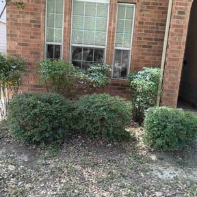 Bush Trimming by Farris landscaping reviewed on August 24, 2026