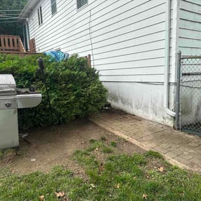Leaf Removal by Mikes lawn service reviewed on July 12, 2026