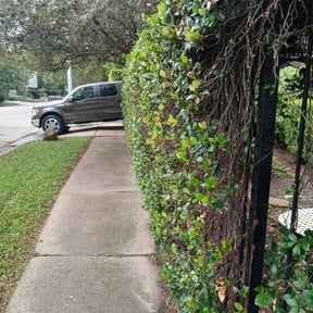 Bush Trimming by Picture perfect lawn care N Property specialists reviewed on August 19, 2025