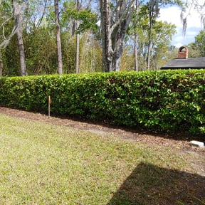 Bush Trimming by Spinelli Scenery Solutions LLC. reviewed on August 20, 2025