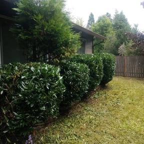 Bush Trimming by Nuk's landscaping and irrigation llc reviewed on August 18, 2025