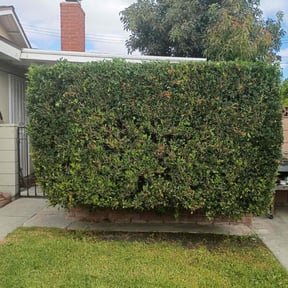 Bush Trimming by JD HARDSCAPES &amp; LANDSCAPING LLC reviewed on October 23, 2025