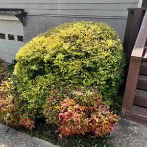 Bush Trimming by JoeMo. Lawn&amp;Services reviewed on December 15, 2025