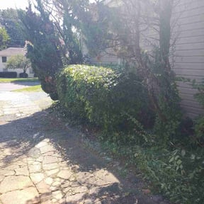 Bush Trimming by Big brothers lawn specialist reviewed on August 15, 2025