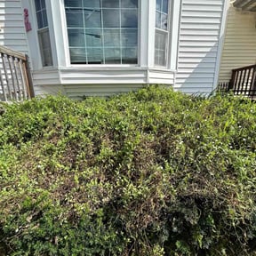 Bush Trimming by To The Rescue Landscaping and Hurricane Clean Up reviewed on August 20, 2025