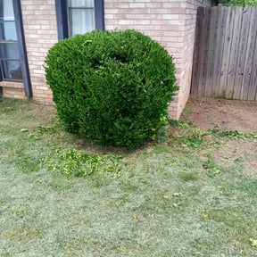 Bush Trimming by Red Machine Landscaping reviewed on August 18, 2025