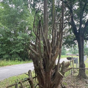 Bush Trimming by L&L Landscape Contractors LLC reviewed on August 15, 2025