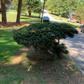 Bush Trimming by Pro-lawn services reviewed on August 16, 2025