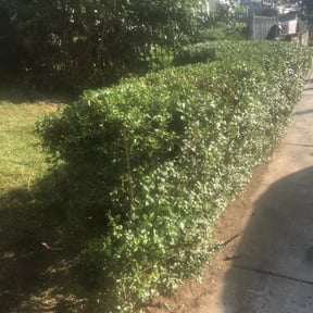 Bush Trimming by RainCityLandscapes reviewed on August 20, 2025