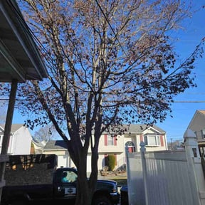Leaf Removal by Fresh Views Lawn Service reviewed on August 15, 2025