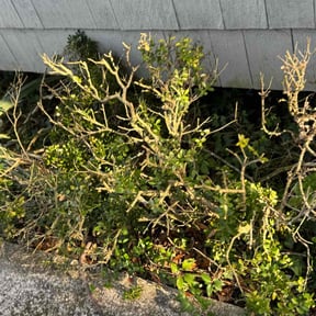 Bush Trimming by Verde Garden LLC. reviewed on August 16, 2025