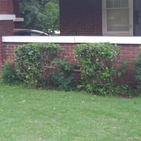 Bush Trimming by MPV Landscaping reviewed on August 19, 2025