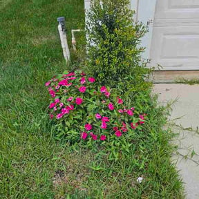 Flower Bed Weeding by Baby Daddy Lawncare reviewed on September 16, 2026