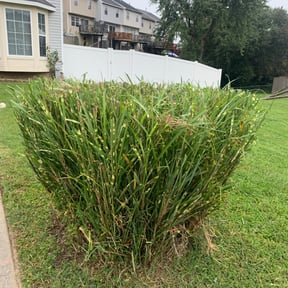 Bush Trimming by Burgoon Lawns reviewed on August 17, 2025