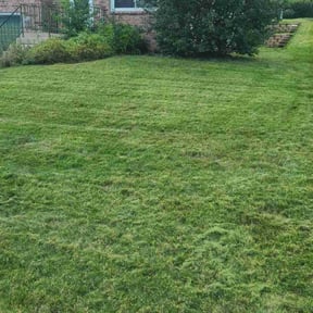 lawn maintenance by Willie Lawn Care and More LLC reviewed on March 15, 2024