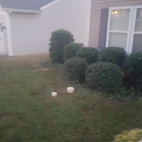 Bush Trimming by Wild West Landscaping reviewed on August 17, 2025