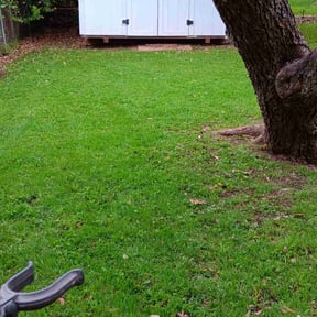 yard maintenance by Total lawn care and landscaping reviewed on August 17, 2025