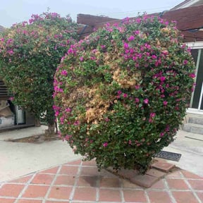 Bush Trimming by Jay Landscaping reviewed on August 18, 2025