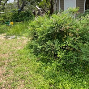 Bush Trimming by No Time Wasted reviewed on August 15, 2025