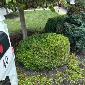 Bush Trimming by Black Mountain Landscaping reviewed on July 30, 2026