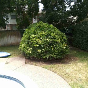 Bush Trimming by AllTex Home And Commercial Services reviewed on August 16, 2025