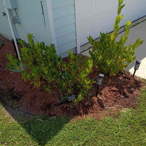 Flower Bed Weeding by Jackson&#039;s Lawn Care and Pressure Washing reviewed on October 23, 2025