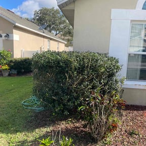 Bush Trimming by GC Lawn Care & Landscaping Services reviewed on August 20, 2025
