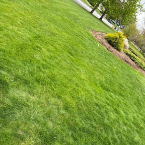 yard care by All You Need reviewed on August 18, 2025