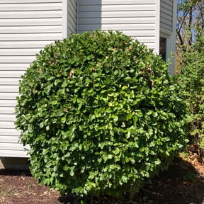 Bush Trimming by MartÃnez landscaping reviewed on August 15, 2025