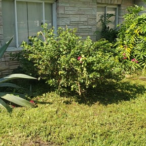 Bush Trimming by CEJLANDSCAPING reviewed on August 19, 2025