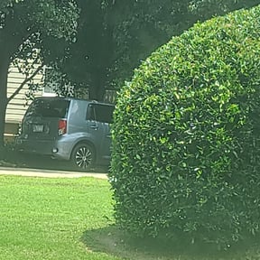 Bush Trimming by DMD LAWN SVC reviewed on August 20, 2025