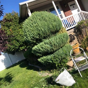 Bush Trimming by Just Girlz CutN reviewed on October 18, 2025