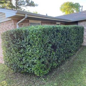 Bush Trimming by Alfaro’s Lawncare reviewed on August 17, 2025