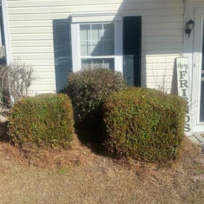 Bush Trimming by MKR DESIGNS, LLC reviewed on August 15, 2025