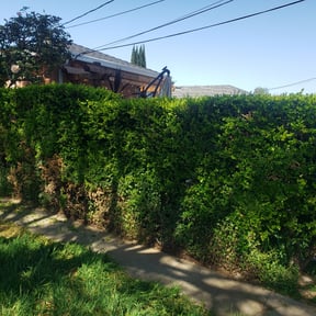 Bush Trimming by Dusenberry Services reviewed on August 16, 2025