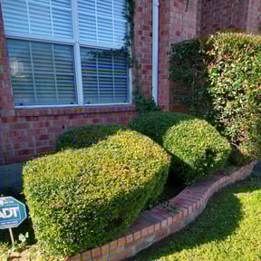 Bush Trimming by Go Turf Guy reviewed on August 17, 2025