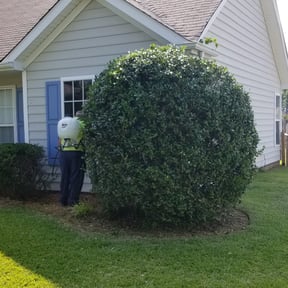 Flower Bed Weeding by Baker tree & lawn reviewed on August 15, 2025