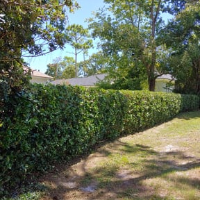 Bush Trimming by Master. Outdoor Services reviewed on August 21, 2025