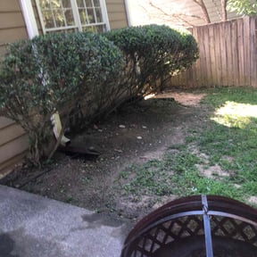 Bush Trimming by A&amp;J Services reviewed on October 7, 2024