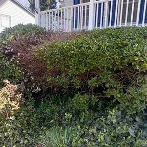 Bush Trimming by Back To Our Roots reviewed on March 17, 2026