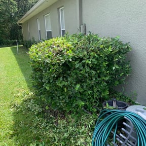 Bush Trimming by Snd general contracting reviewed on April 4, 2023