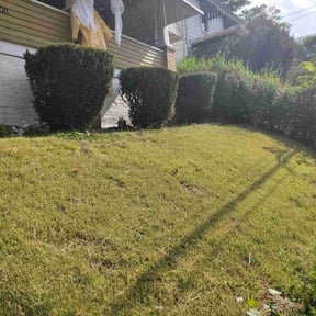 Bush Trimming by Roldan Lawn Services LLC reviewed on November 6, 2025