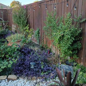 Bush Trimming by Dallas Enterprise LLC Lawn Care Services reviewed on November 10, 2025