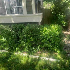 Bush Trimming by Hbs Services reviewed on August 17, 2025